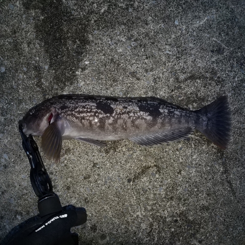 アイナメの釣果