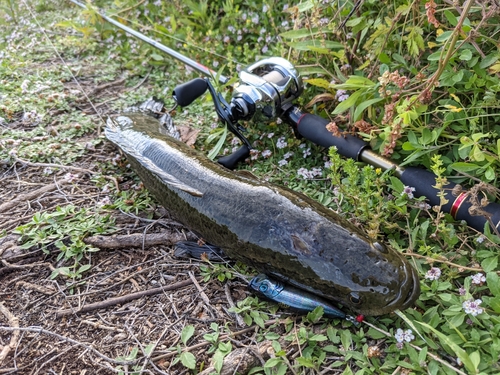 ライギョの釣果