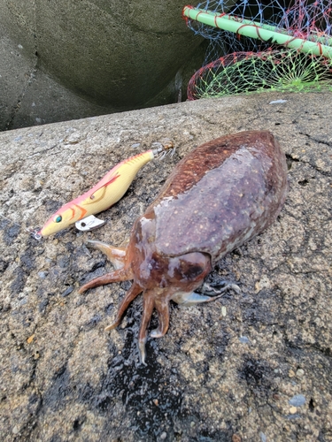 コウイカの釣果