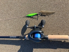 シタビラメの釣果