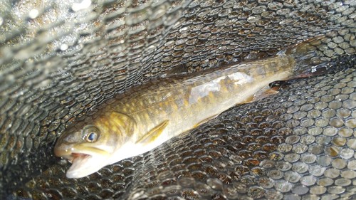 ニッコウイワナの釣果