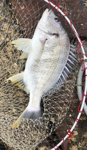 キビレの釣果