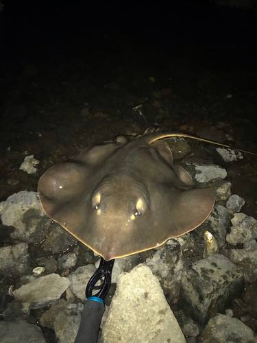 アカエイの釣果