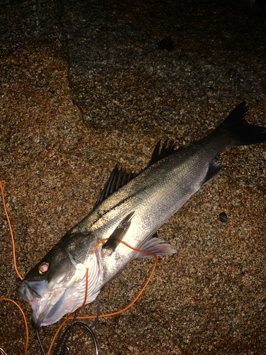 セイゴ（マルスズキ）の釣果