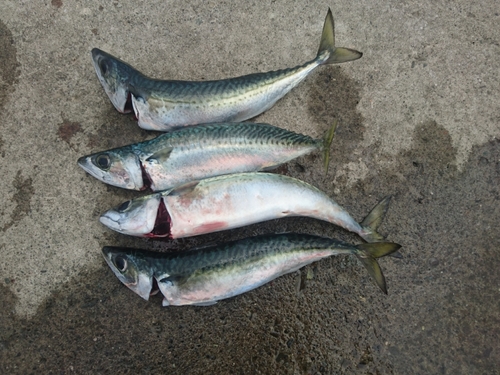 サバの釣果