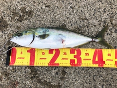 ハマチの釣果