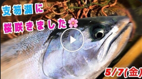 サクラマスの釣果