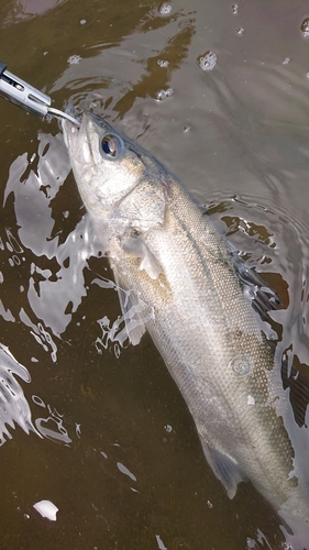 シーバスの釣果