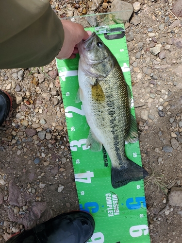 ブラックバスの釣果