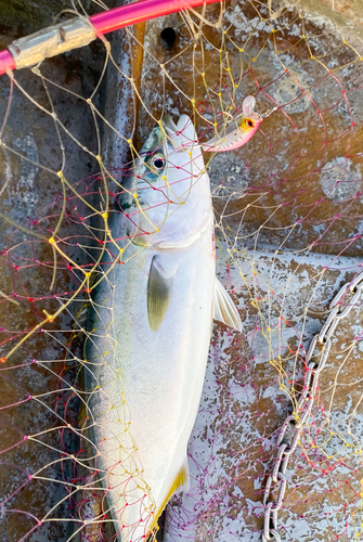 ツバスの釣果