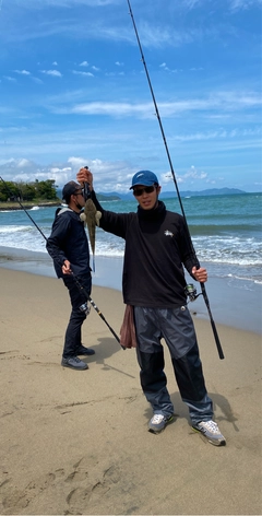 マゴチの釣果