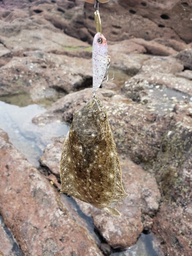 マコガレイの釣果