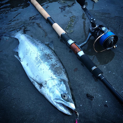 ウミサクラの釣果