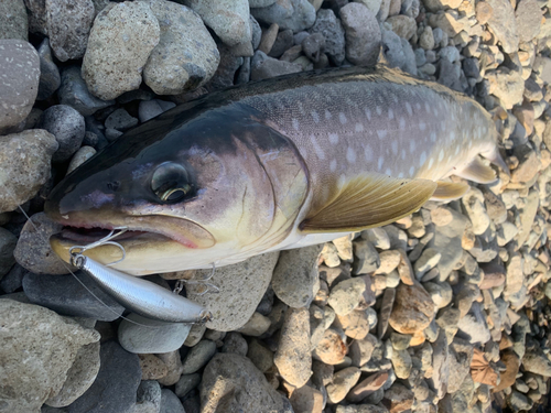 アメマスの釣果