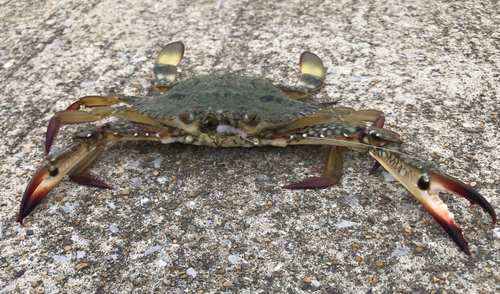 ガザミの釣果