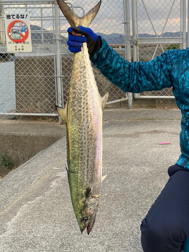 サワラの釣果