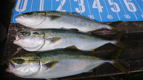 イナダの釣果