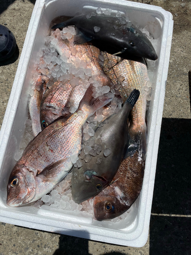 マダイの釣果