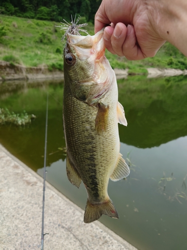 ブラックバスの釣果