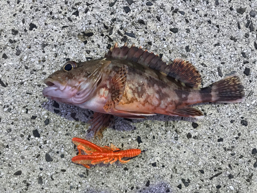 カサゴの釣果