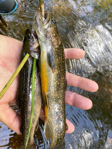 イワナの釣果