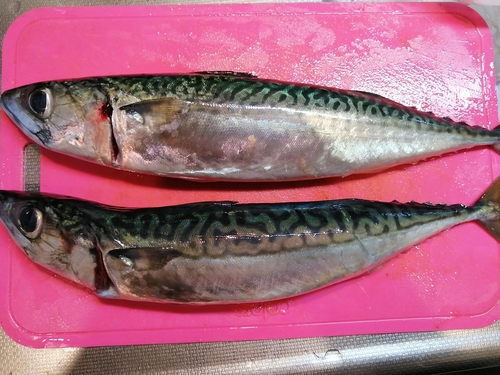 マサバの釣果