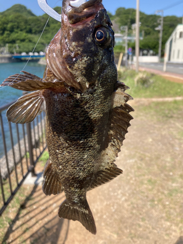 クロソイの釣果