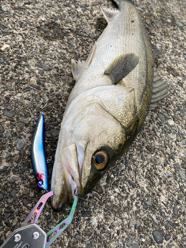 スズキの釣果