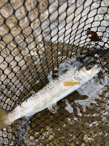 ブラウントラウトの釣果