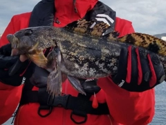 アイナメの釣果