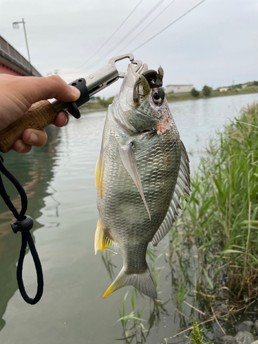 キビレの釣果