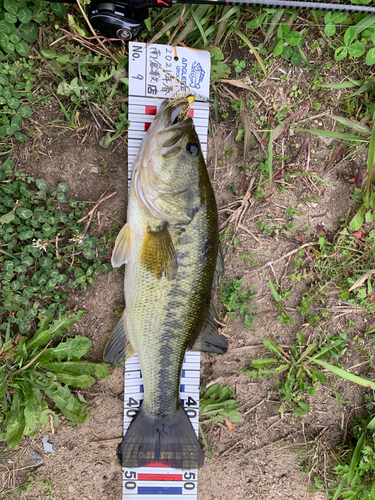 ブラックバスの釣果