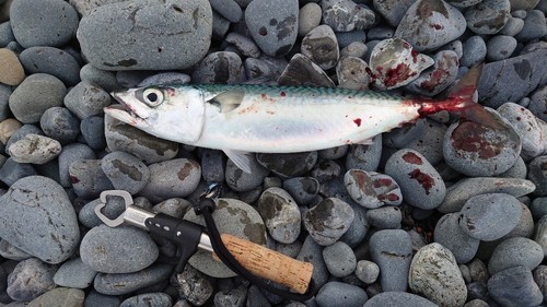 マサバの釣果