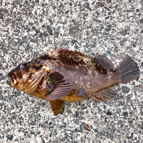 ムラソイの釣果