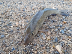 ニゴイの釣果