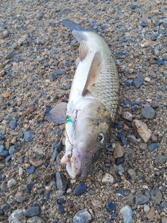 ニゴイの釣果