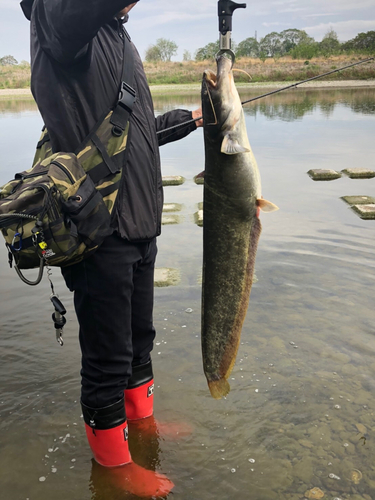 ナマズの釣果