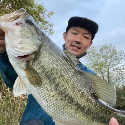 ラージマウスバスの釣果