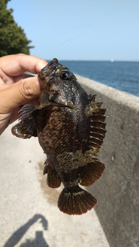 ムラソイの釣果