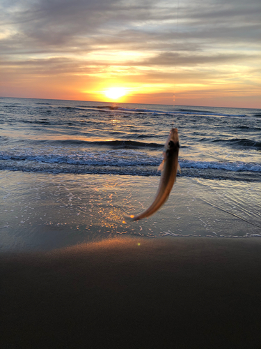 キスの釣果