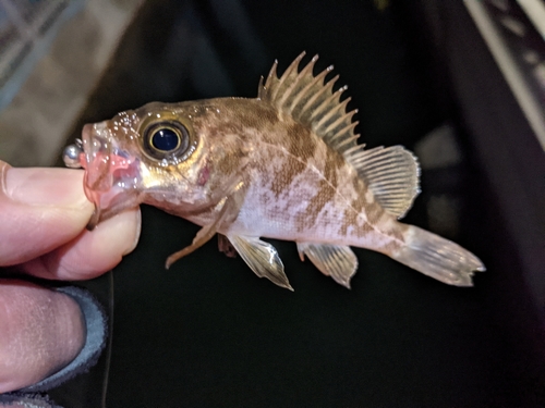 メバルの釣果