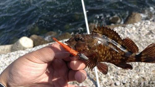 カサゴの釣果