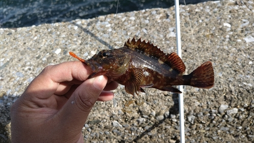 カサゴの釣果