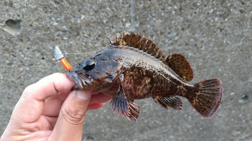 ムラソイの釣果