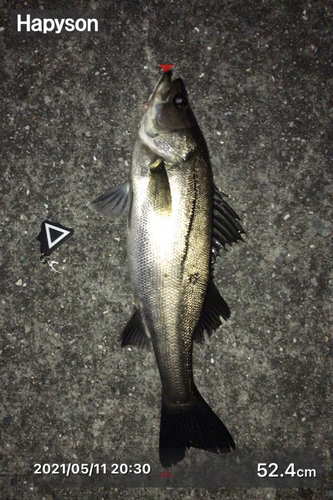 シーバスの釣果