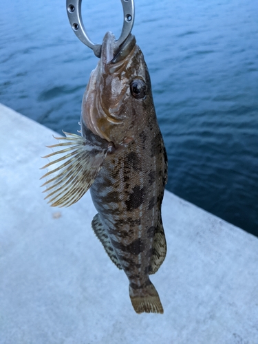 アイナメの釣果