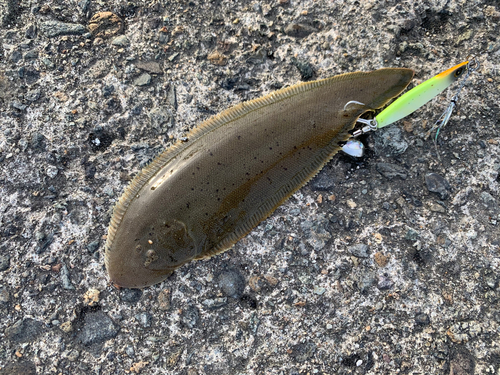 シタビラメの釣果