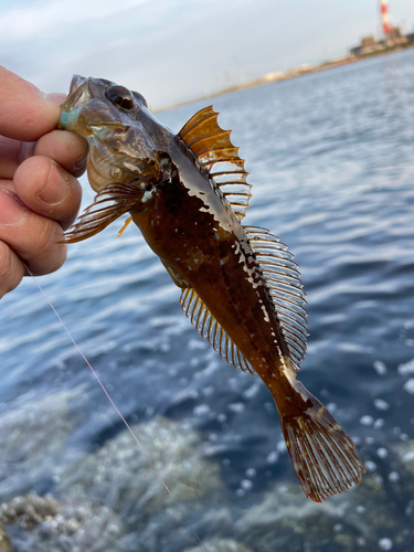 アナハゼの釣果