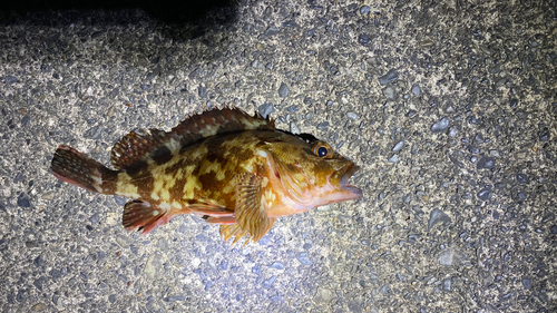 カサゴの釣果