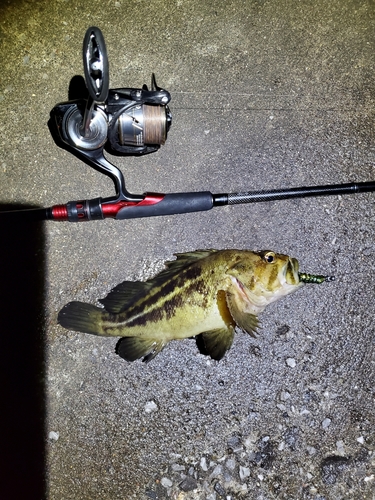 シマゾイの釣果